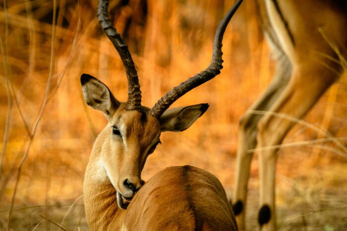 La faune du Tarangire