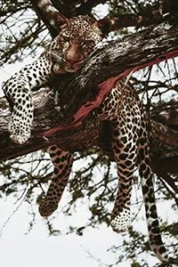 Safari | 6 jours