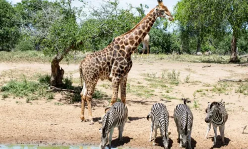 Girafe et zèbre à la rivière Tarangire