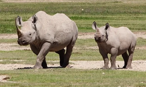 Rhinocéros dans le Ngorongoro