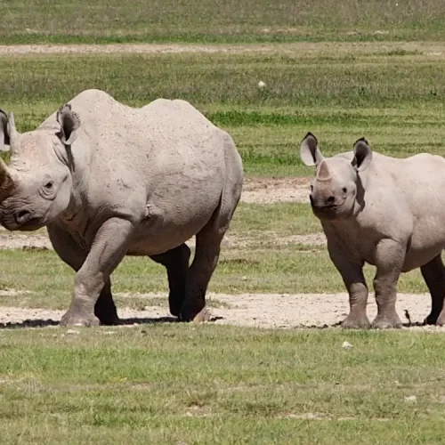 Rhinocéros dans le Ngorongoro