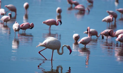 Flamants roses dans la zone de conservation du ngorongoro