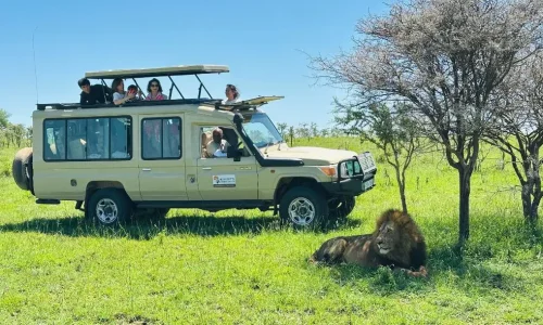 lion se reposant près d’un véhicule Kiwoito africa safari