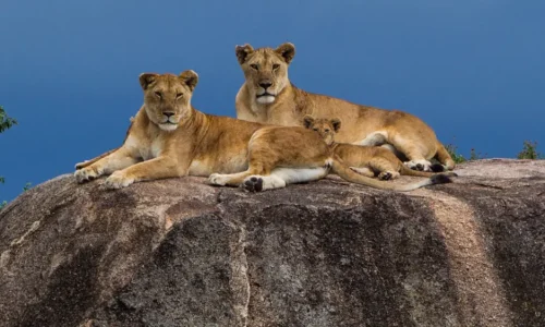 lions sur des rochers kopjes dans le parc national du serengeti