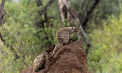 mangouste-dans-le-parc-national-de-tarangire
